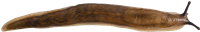 Arion fasciatus
PARKSNIGEL
4.8 × 30.1 mm